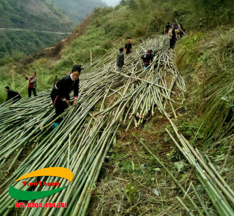 Báo giá bán cây tầm vông | Bán cây tầm vông giá rẻ TPHCM: Người dân đang khai thác thu hoạch tre tầm vông