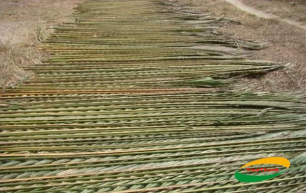 Đại lý Bán lá dừa tươi, lá dừa nước ở TPHCM, lá dừa lợp mái nhà